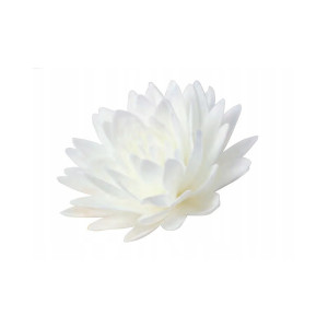 Aster peoniowy 3D XXL Biały 12,5cm 440101