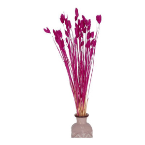 50G phalaris suszony wys:70-75cm