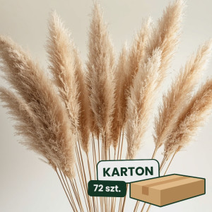 3szt trawa pampasowa farbowana wys:145-150cm