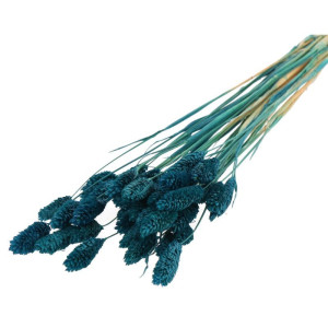 50G phalaris suszony wys:70-75cm