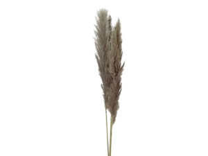 3szt trawy pampasowe suszone wys:115cm