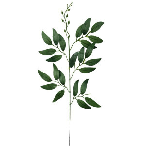 liście ruskusa wys:50cm szer:25cm zielone