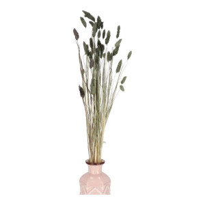 50G phalaris suszony wys:70-75cm
