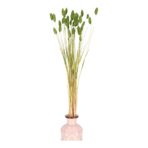 50G phalaris suszony wys:70-75cm