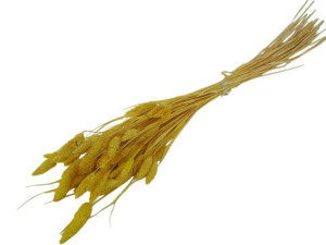 50G phalaris suszony wys:70-75cm