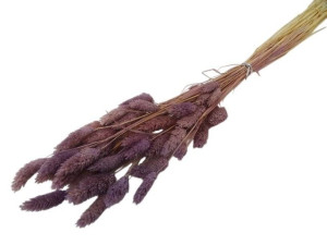 50G phalaris suszony wys:70-75cm