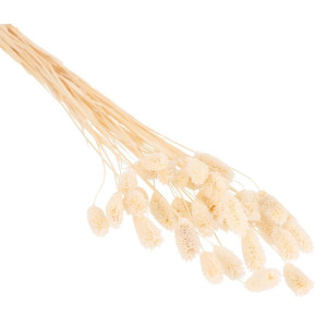 50G phalaris suszony wys:70-75cm