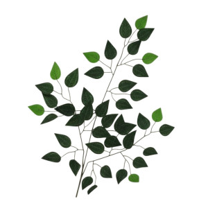 liście benjamina wys:61cm