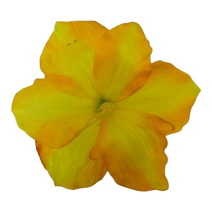 główki hibiskus szer:20cm