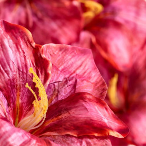 główki hibiskus szer:20cm