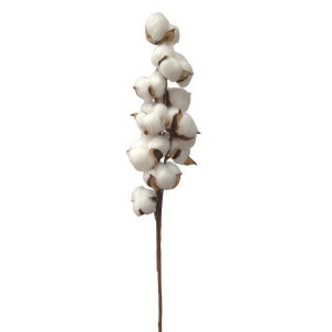 gałązka bawełny wys:58cm