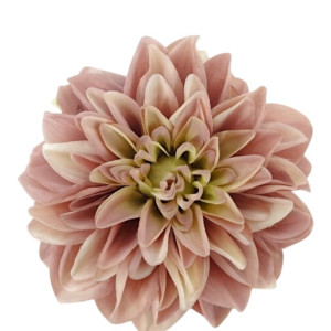 główki dalii szer:18cm wys:6cm