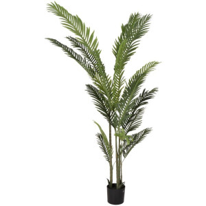 palma w doniczce wys:180cm