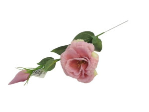 piki eustoma z pakiem wys:48cm