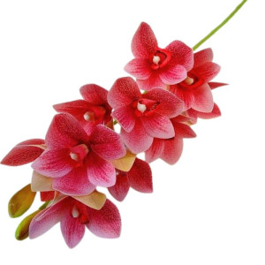 storczyk cymbidium wys:75cm