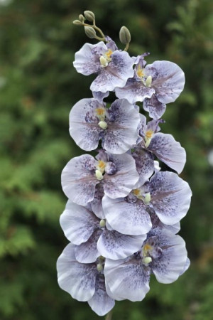 storczyk satynowy '9 wys:95cm