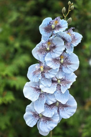 storczyk satynowy '9 wys:95cm