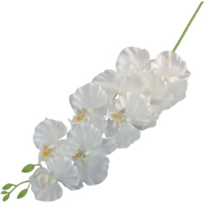 storczyk satynowy '9 wys:95cm