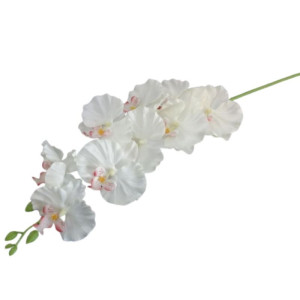 storczyk satynowy '9 wys:95cm