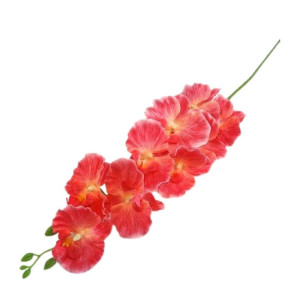 storczyk satynowy '9 wys:95cm