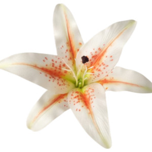główki lilii 3d szer:21,5cm
