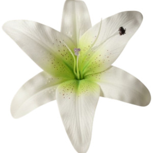 główki lilii 3d szer:21,5cm