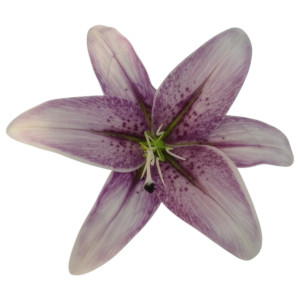 główki lilii 3d szer:21,5cm