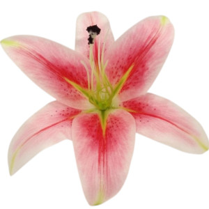główki lilii 3d szer:21,5cm