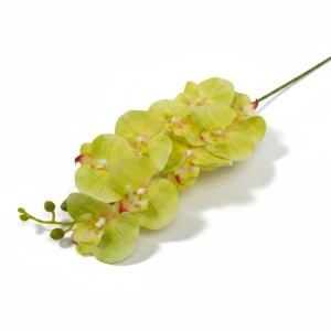 storczyk gumowany(9) wys:105cm