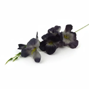 mieczyki wys:50cm