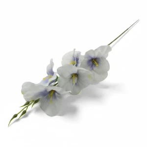 mieczyki wys:50cm