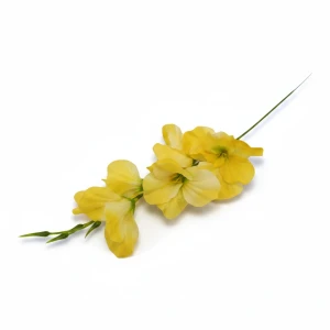 mieczyki wys:50cm