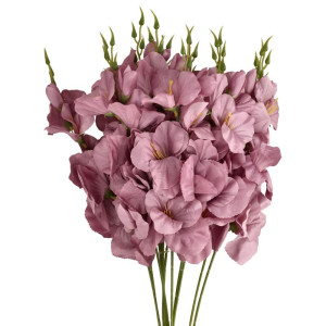 mieczyki wys:50cm