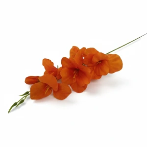 mieczyki wys:50cm