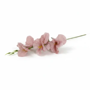 mieczyki wys:50cm