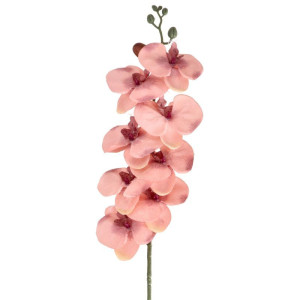 storczyk(8) wys:90cm szer:15cm nakrapiany