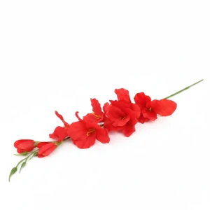 mieczyki na łodydze wys:64cm