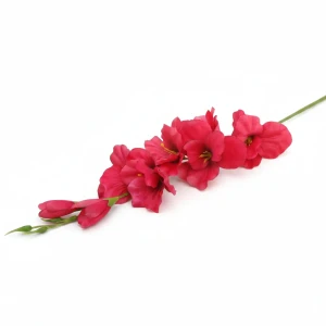 mieczyki na łodydze wys:64cm