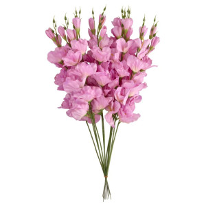 mieczyki na łodydze wys:64cm
