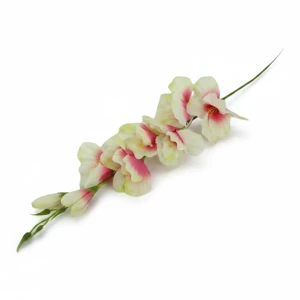 mieczyki na łodydze wys:64cm