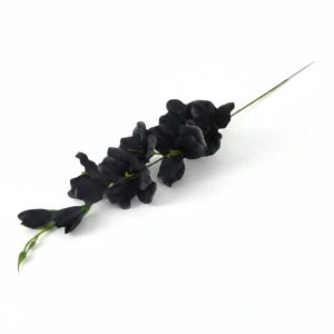 mieczyki na łodydze wys:64cm