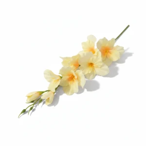 mieczyki na łodydze wys:64cm