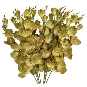 mieczyki na łodydze wys:64cm