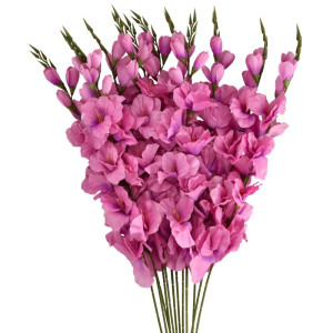 mieczyki na łodydze wys:76cm
