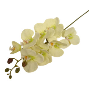 storczyk na łodydze wys:76cm szer:15cm
