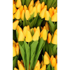 tulipany materiałowe wys:38cm główka:3*5cm