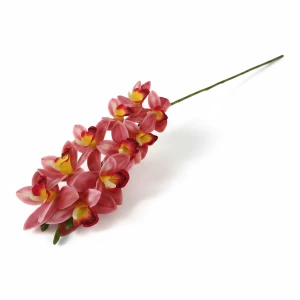 storczyk cymbidium wys:78cm szer:15cm