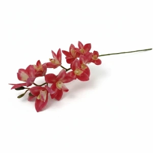 storczyk cymbidium wys:78cm szer:15cm
