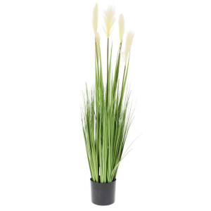trawa pampasowa w doniczce wys:115cm
