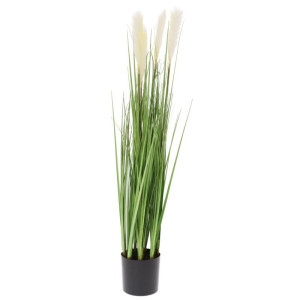 trawa pampasowa w doniczce wys:92cm